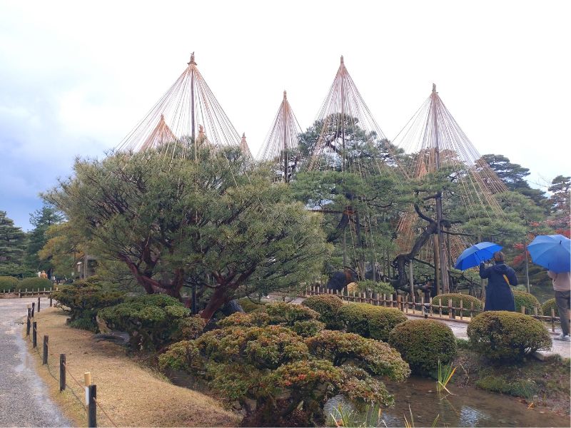 兼六園の雪吊り